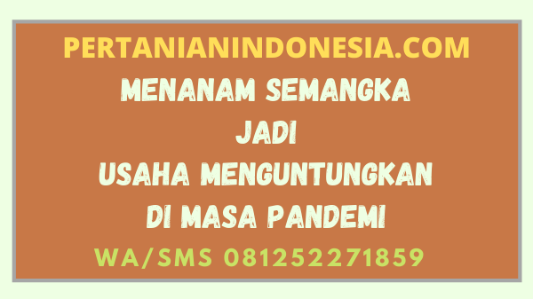 Menanam Semangka Jadi Usaha Menguntungkan Di Masa Pandemi